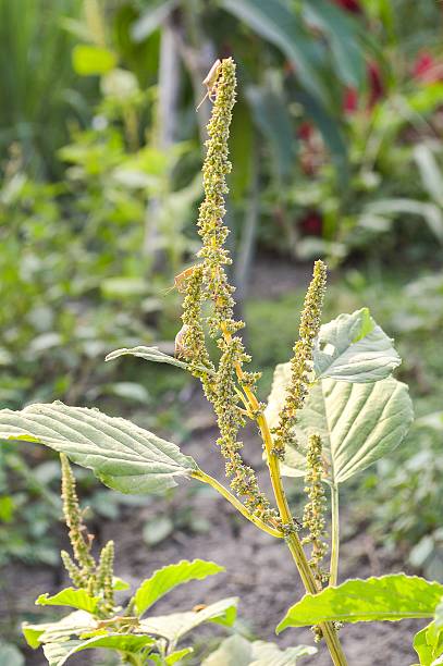 https www istockphoto com photos amaranthus lividus