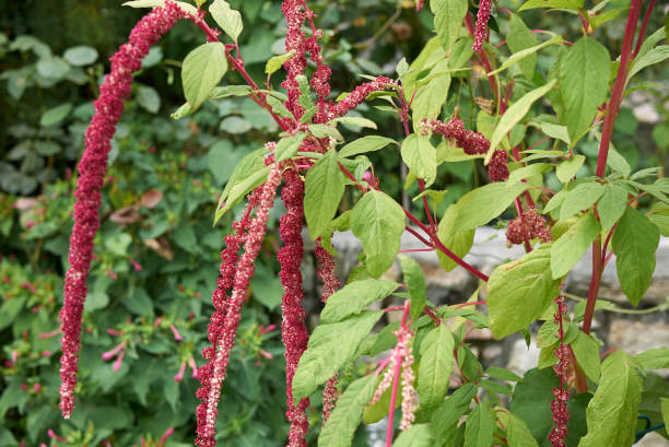 168 amaranthus caudatus stock photos pictures royalty free images istock