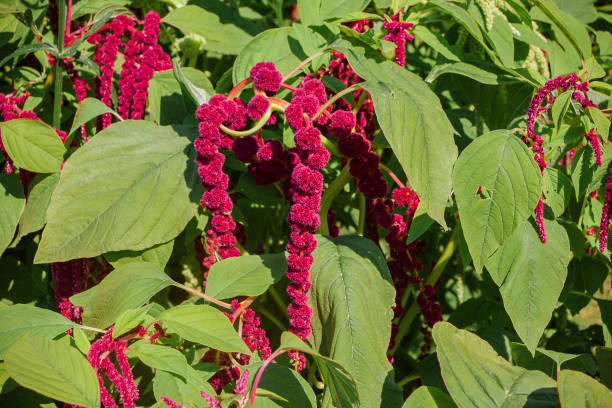 168 amaranthus caudatus stock photos pictures royalty free images istock