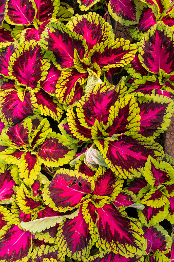 Amaranthus tricolor plant also known as Joseph's coat or capa del rey