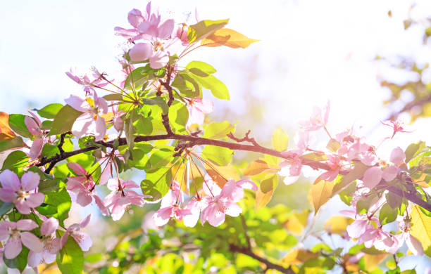 Amazing branch of blossom flowers with pink and red petals on background of blue sky. stock photo