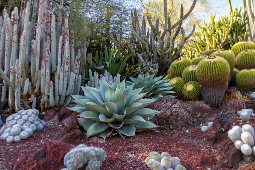 Amazing desert cactus garden with multiple types of cactus in the spring or summer.