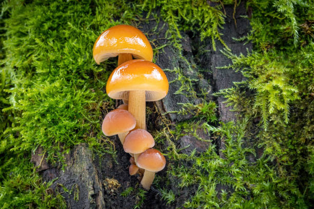 Amazing edible mushrooms known as Enokitake Detail shot of amazing edible mushrooms known as Enokitake, Golden Needle or winter mushrooms - Flammulina velutipes. Czech Republic, Europe. enoki mushroom stock pictures, royalty-free photos & images