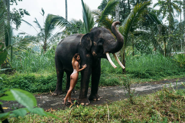 Amazing portrait of young woman hugging elephant near forest. Beautiful girl model with fit body posing in white swimsuit. Concept of zoo, tropical photoshoot stock photo