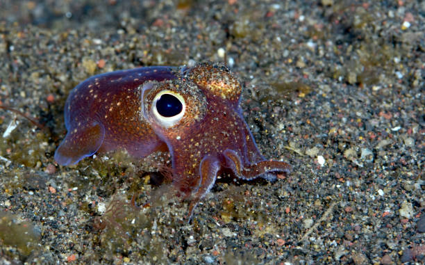 Amazing tiny squid. Sepiadarium kochi - White-eyed bobtail squid hiding in the seabed. Underwater macro world of Tulamben, Bali, Indonesia. bobtail squid stock pictures, royalty-free photos & images