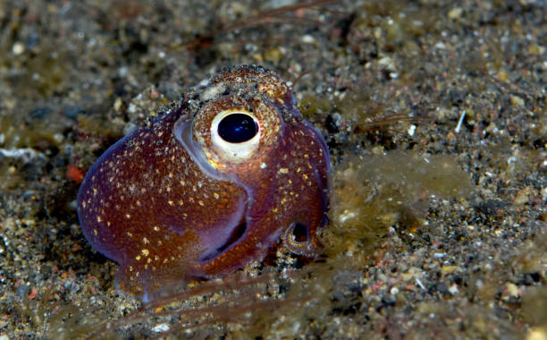 Amazing tiny squid. Sepiadarium kochi - White-eyed bobtail squid hiding in the seabed. Underwater macro world of Tulamben, Bali, Indonesia. bobtail squid stock pictures, royalty-free photos & images