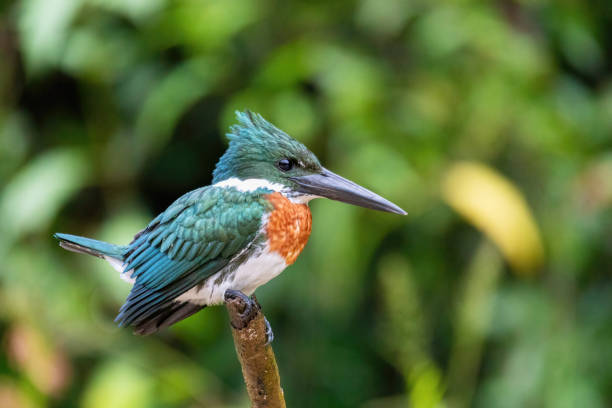 Amazon Kingfisher (Chloroceryle amazon), Cano Negro Costa Rica stock photo