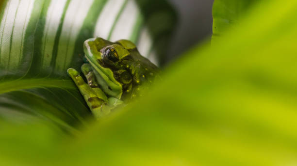 Amazon milk frogs at Nordens Ark, Sweden stock photo