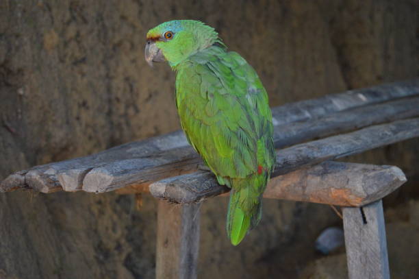 Amazon parrot stock photo