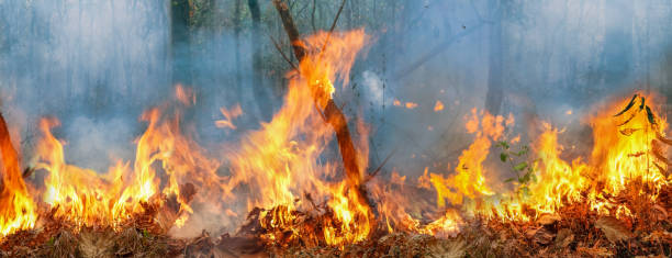 Amazon rain forest fire disaster is burning at a rate scientists have never seen before. stock photo