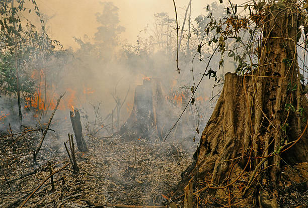 amazon rainforest stock photo