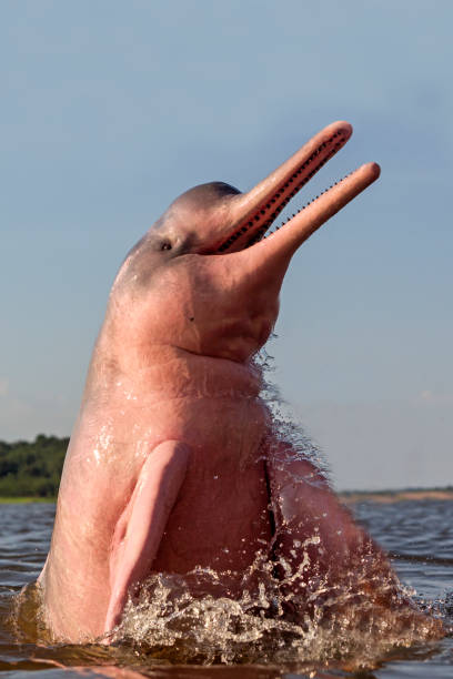 Amazon River Dolphin stock photo