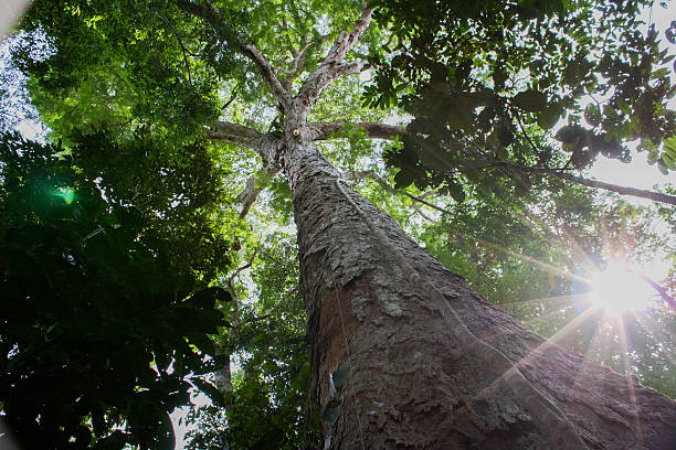 Amazon Tree Amazon trees amazon region stock pictures, royalty-free photos & images