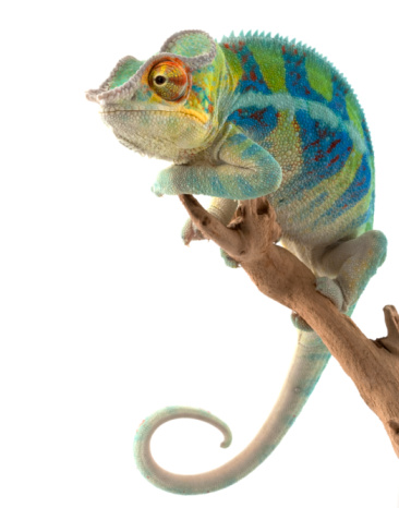 close-up of a panther chameleon on a tree