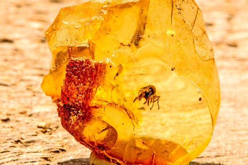 Amber in sun with a spider inclusion