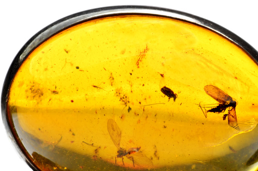 Amber in sun with inclusions of insects\