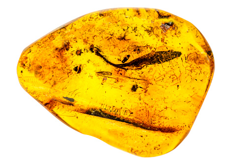 Amber with inclusions of insects in a macro \