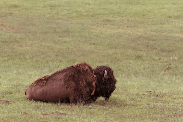 America Bison stock photo