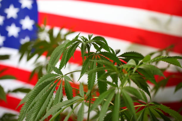 America legal marijuana concept. Medical cannabis stock photo