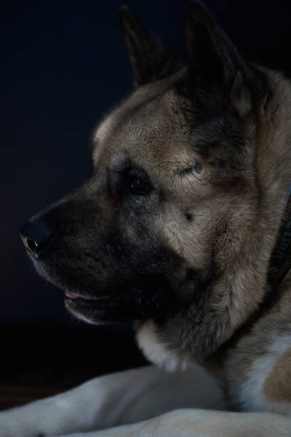 American Akita Dog in low light stock photo