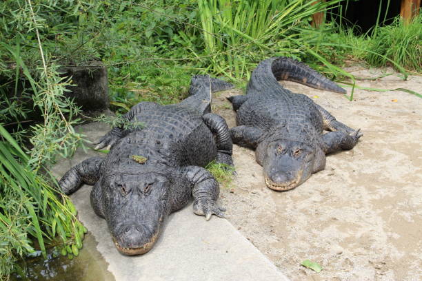 American alligator stock photo