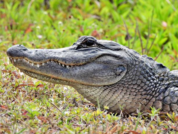 American Alligator (Alligator mississippiensis) - portrait stock photo
