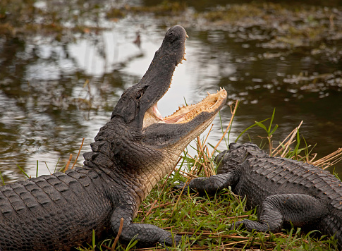 An alligator swims in its native habitat within the Big Cypress national preserve located in southwest Florida and just north of Everglades national park. The alligator native to the sub-tropical and tropical environment of North America are abundant in much of Florida.