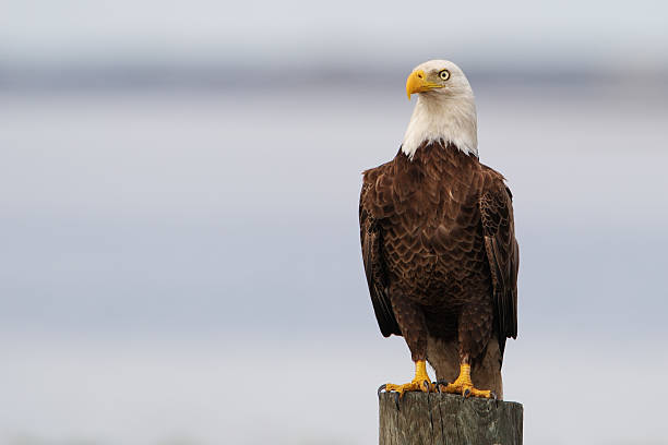 American Bald Eagle (Haliaeetus leucocephalus) on post, Florida, USA stock photo