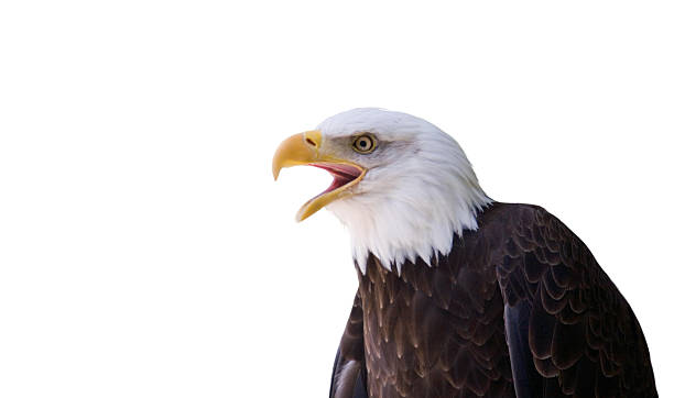 American Bald Eagle on White stock photo