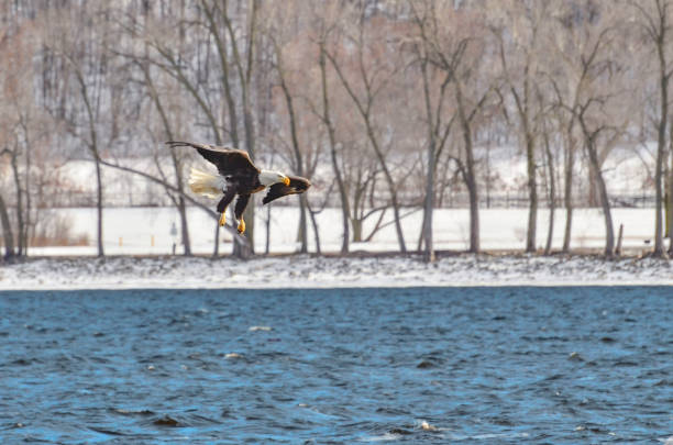 American bald Eagle while feeding on the Mississippi river stock photo
