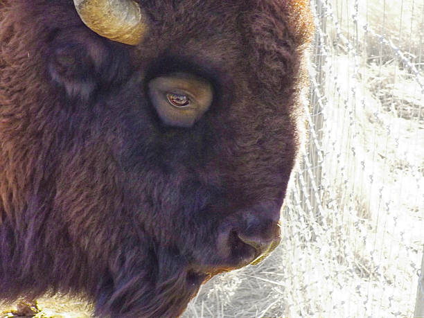 american-bison-buffalo-head-in-profile-picture-id543813530
