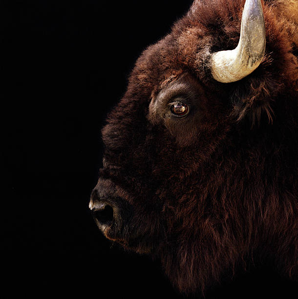 American Bison (Bison bison) head-shot  american bison stock pictures, royalty-free photos & images