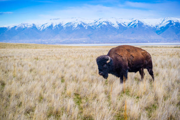 American Bison in the field of Antelope Island State Park, Utah A portrait shot of American Bison in the green pasture of Great Sea lake, Antelope Island antelope stock pictures, royalty-free photos & images