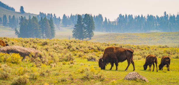 american bison mother with two calves - buffalo stok fotoğraflar ve resimler