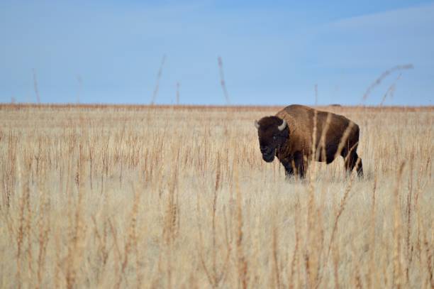 amerikan bizonu - buffalo stok fotoğraflar ve resimler