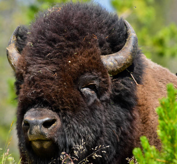 bisonte americano - buffalo - fotografias e filmes do acervo