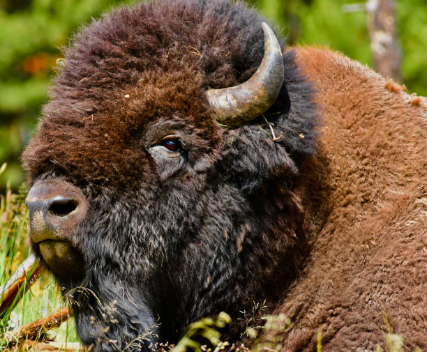 american bison - buffalo stok fotoğraflar ve resimler