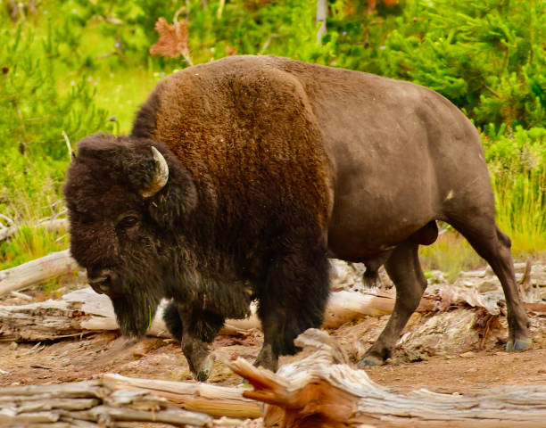 american bison - buffalo stok fotoğraflar ve resimler