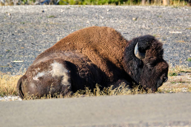 american bison (bison bison) - buffalo 個照片及圖片檔