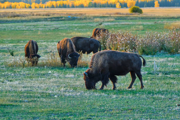 американский бизон (bison bison) - buffalo стоковые фото и изображения