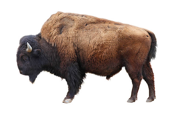 American bison American bison isolated on white american bison stock pictures, royalty-free photos & images