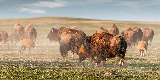 American Bison (Bison bison) Stampede stock photo
