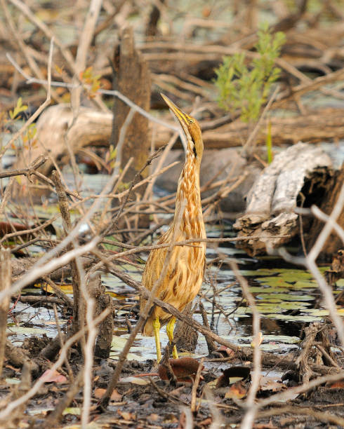 American Bittern Bird American bittern in its environment. american bittern stock pictures, royalty-free photos & images