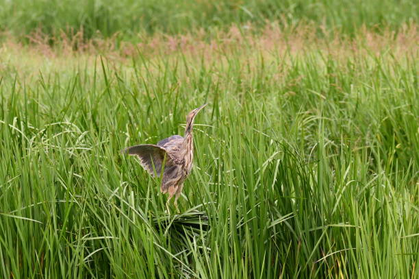 American Bittern bird American Bittern bird sits perched in reeds wing wings stretched american bittern stock pictures, royalty-free photos & images
