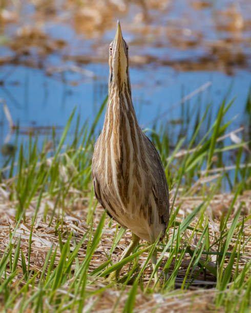American Bittern camouflage behavior by standing still in grass field Striped brown marsh bird freezing with beak up while staring at viewer american bittern stock pictures, royalty-free photos & images