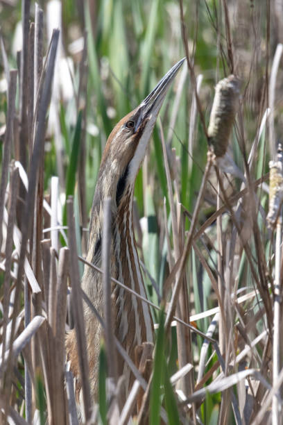 American Bittern classic pose American Bittern classic pose amongst reeds at Richmond BC Canada, bittern bird stock pictures, royalty-free photos & images