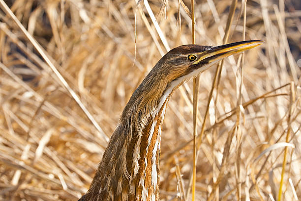 American Bittern Hiding in the Grass The American Bittern (Botaurus lentiginosus) is a small member of the heron family. It is an uncommon resident of the Pacific Northwest and very hard to spot because of their natural camouflage and shy tendencies. This close-up of a bittern was photographed at the Nisqually National Wildlife Refuge near Olympia, Washington State, USA. jeff goulden heron stock pictures, royalty-free photos & images
