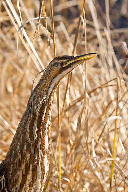 American Bittern Hiding in the Grass The American Bittern (Botaurus lentiginosus) is a small member of the heron family. It is an uncommon resident of the Pacific Northwest and very hard to spot because of their natural camouflage and shy tendencies. This close-up of a bittern was photographed at the Nisqually National Wildlife Refuge near Olympia, Washington State, USA. jeff goulden heron stock pictures, royalty-free photos & images