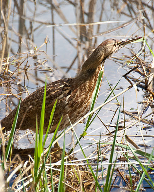 American Bittern Hunting for Food The American Bittern (Botaurus lentiginosus) is a small member of the heron family. It is an uncommon resident of the Pacific Northwest and very hard to spot because of their natural camouflage and shy tendencies. This close-up of a bittern was photographed at the Nisqually National Wildlife Refuge near Olympia, Washington State, USA. jeff goulden heron stock pictures, royalty-free photos & images