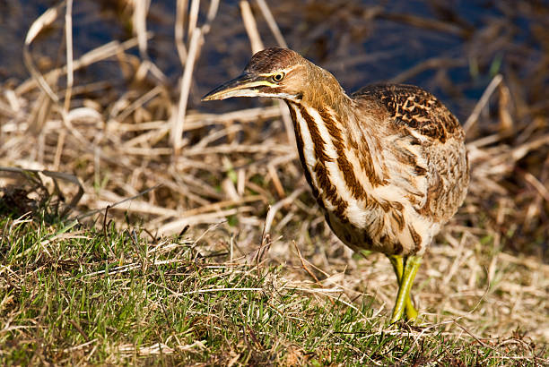 American Bittern Hunting in the Grass The American Bittern (Botaurus lentiginosus) is a small member of the heron family. It is an uncommon resident of the Pacific Northwest and very hard to spot because of their natural camouflage and shy tendencies. This close-up of a bittern was photographed at the Nisqually National Wildlife Refuge near Olympia, Washington State, USA. jeff goulden heron stock pictures, royalty-free photos & images